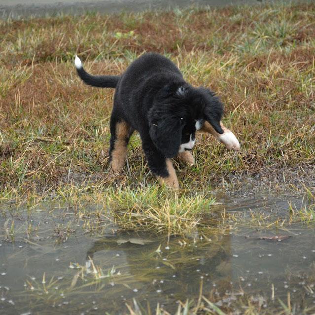 Beckett Female Bernese Mountain Dog