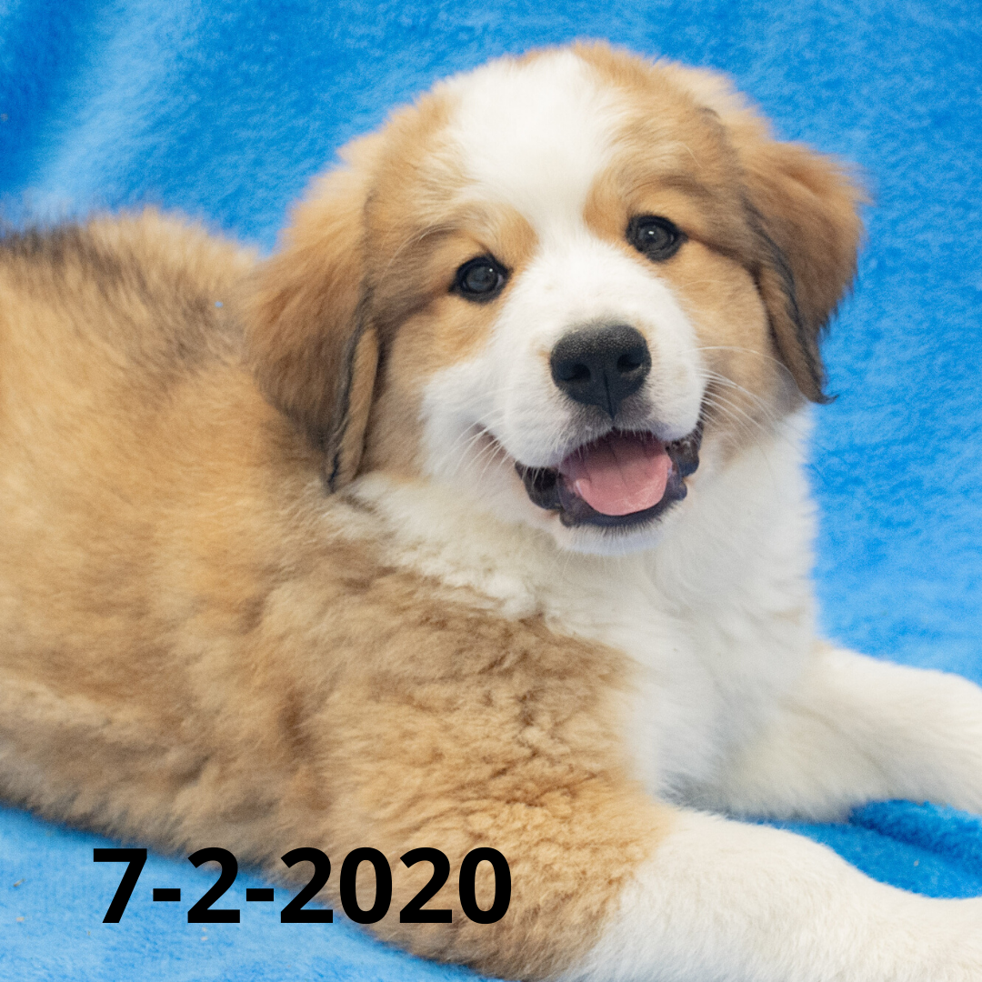 Monica (Sold) Female Great Bernese Puppy