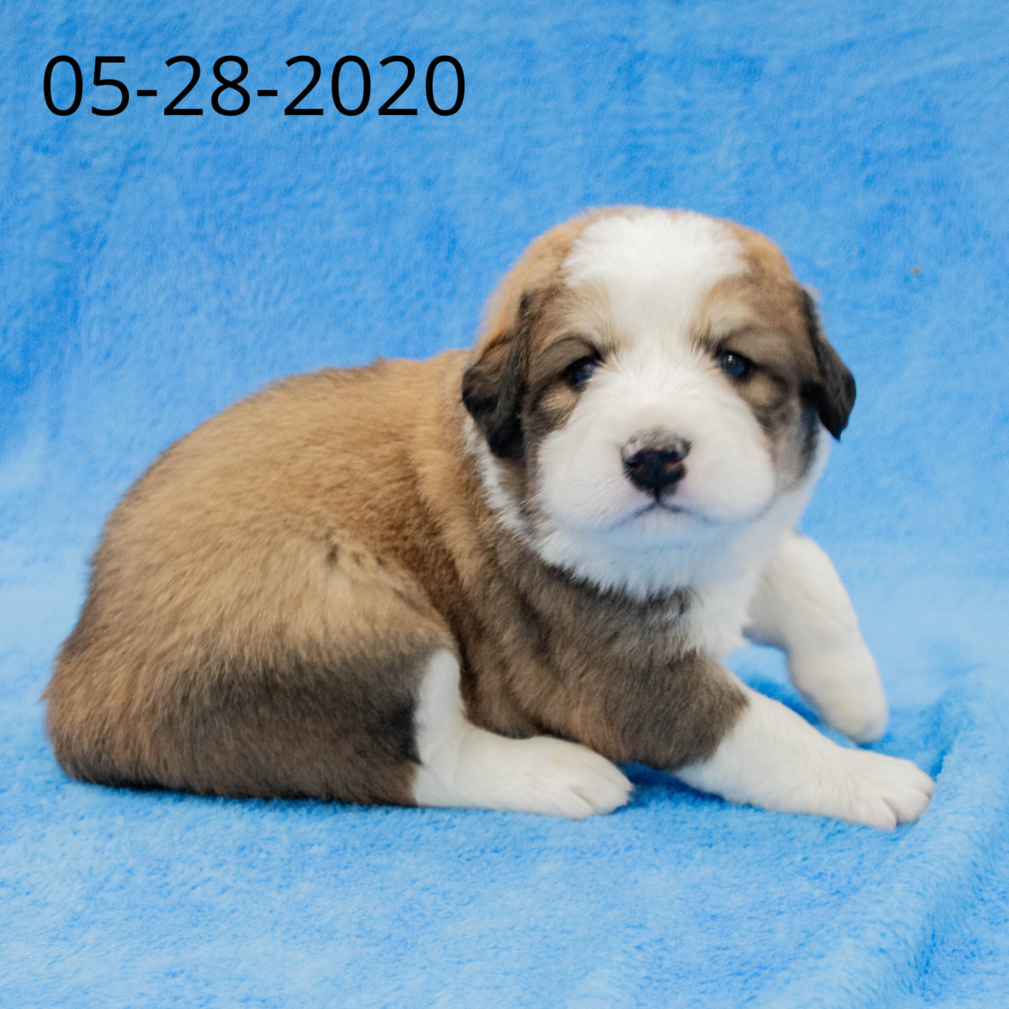 Monica (Sold) Female Great Bernese Puppy