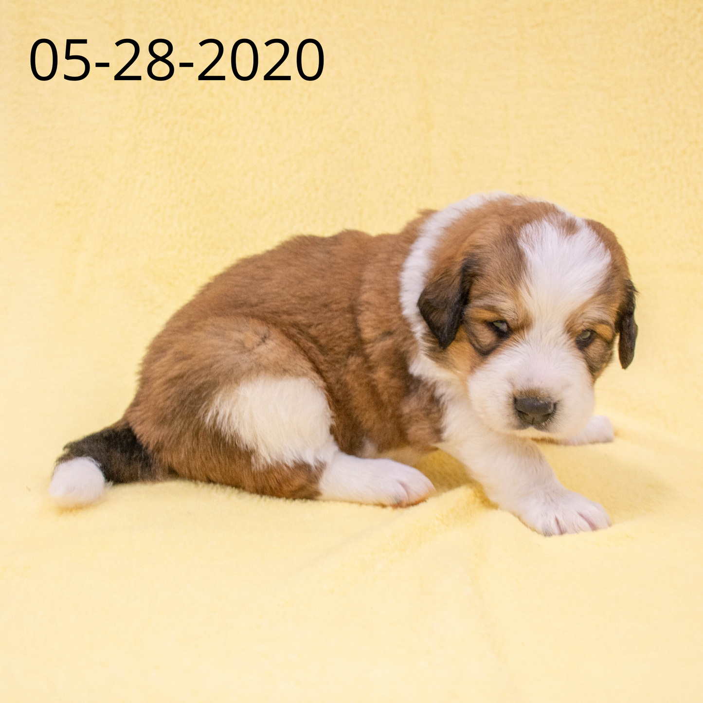 Phoebe (Sold) Female Great Bernese Puppy