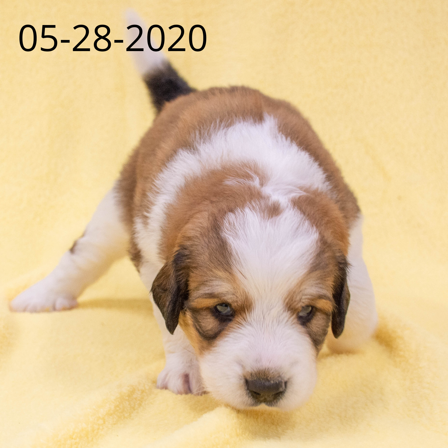 Phoebe (Sold) Female Great Bernese Puppy