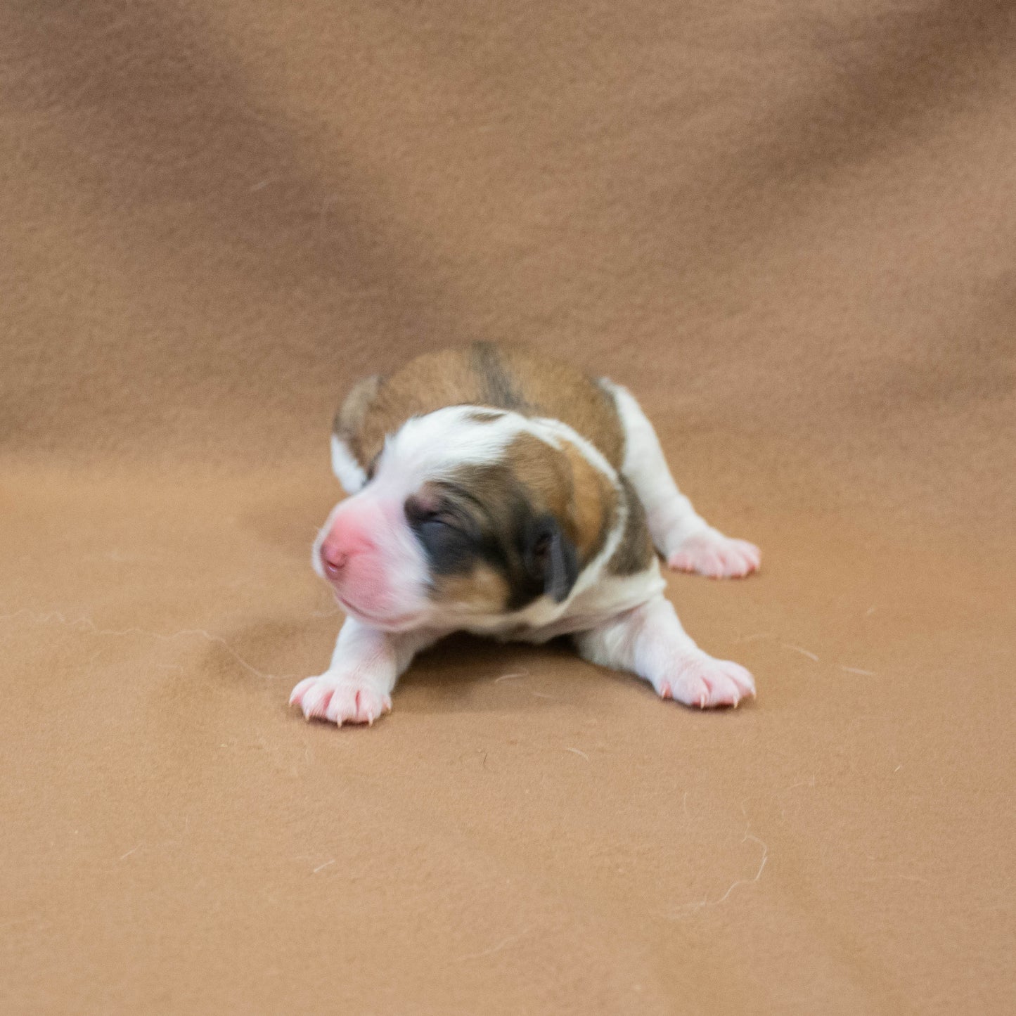 Great Bernese Puppy