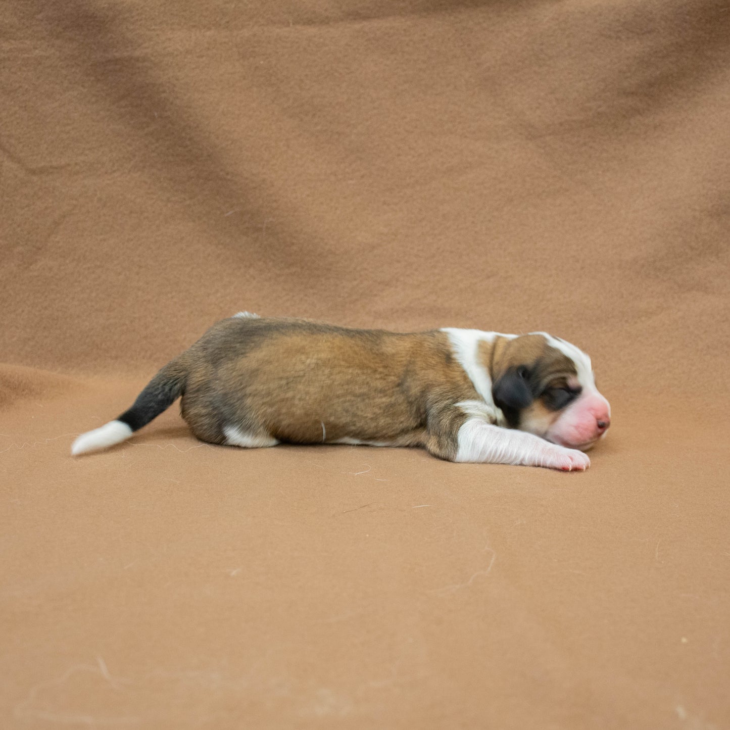 Great Bernese Puppy lying sideways