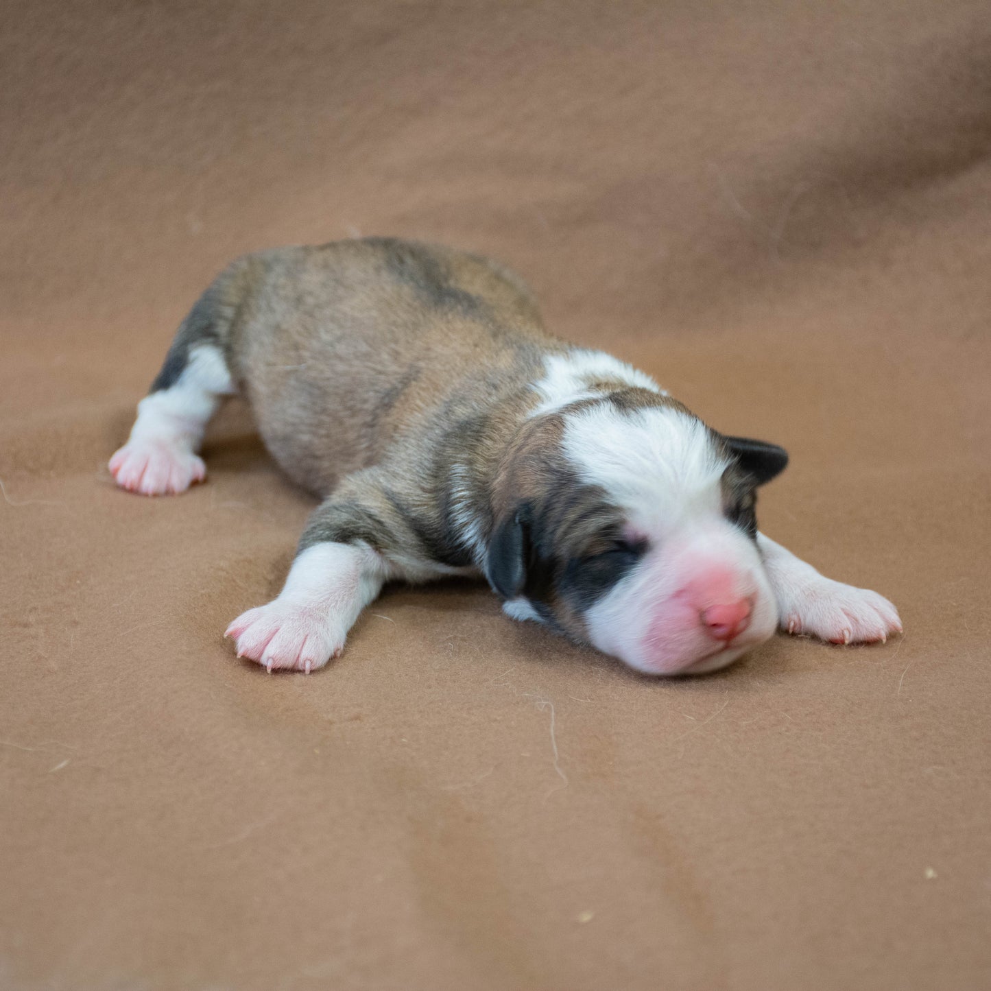Great Bernese Puppy