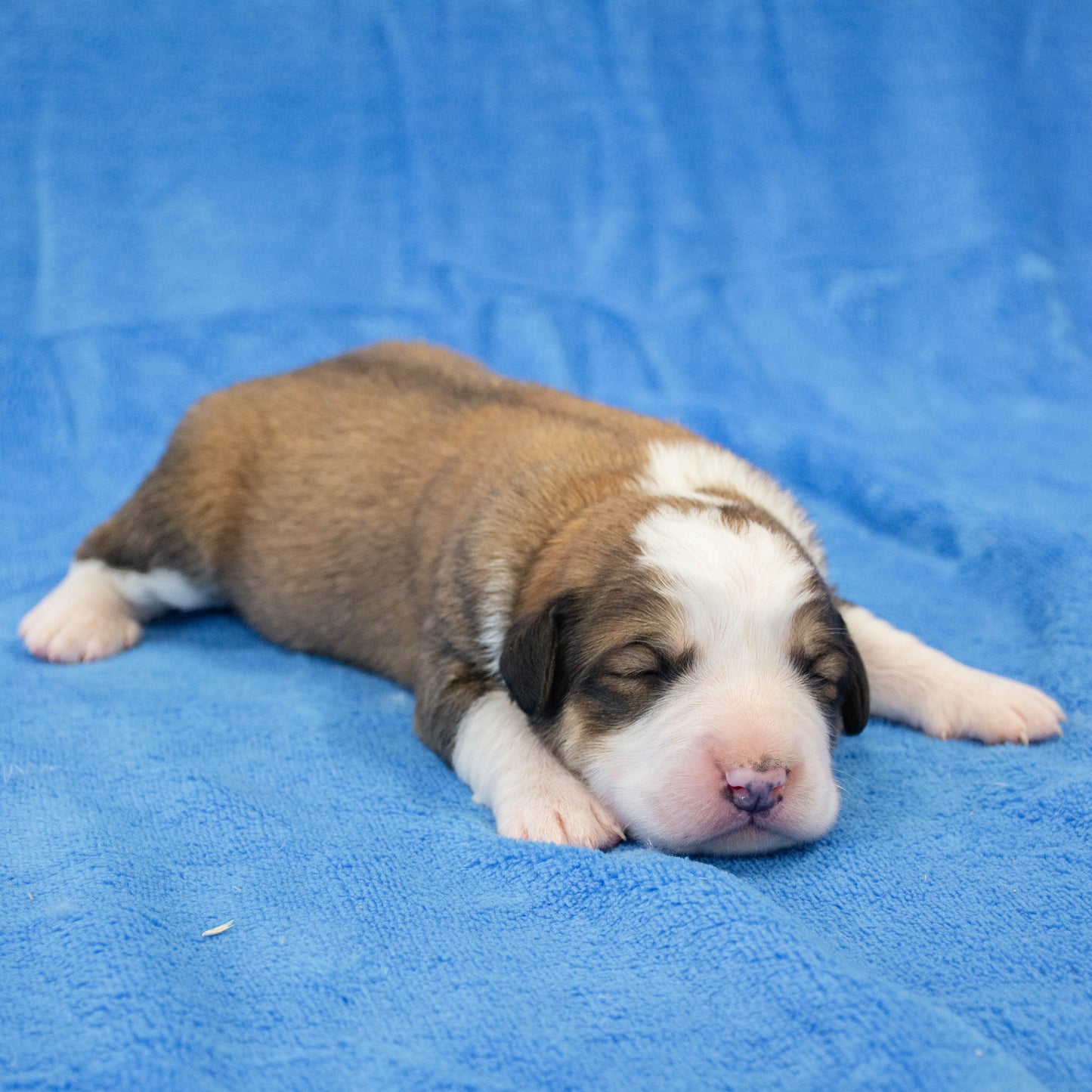 Great Bernese Puppy for Sale lying side ways