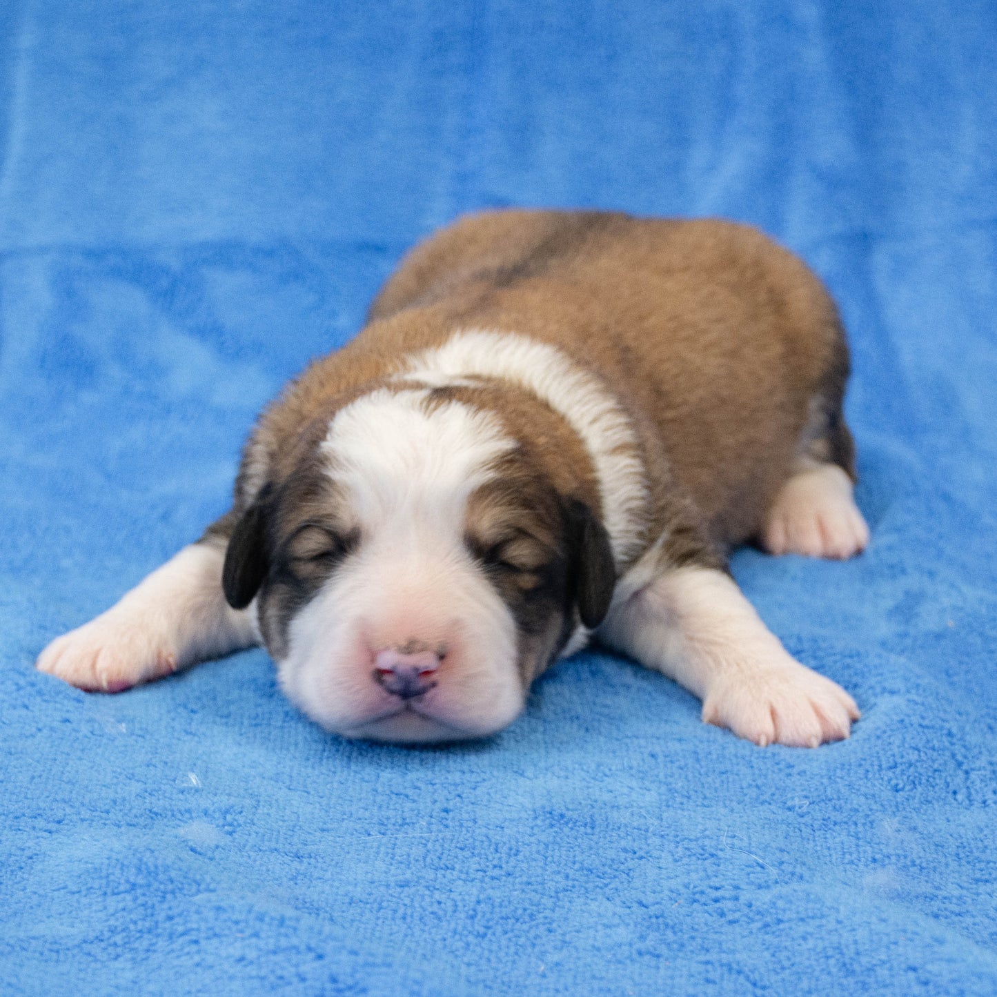 Great Bernese Puppy for Sale