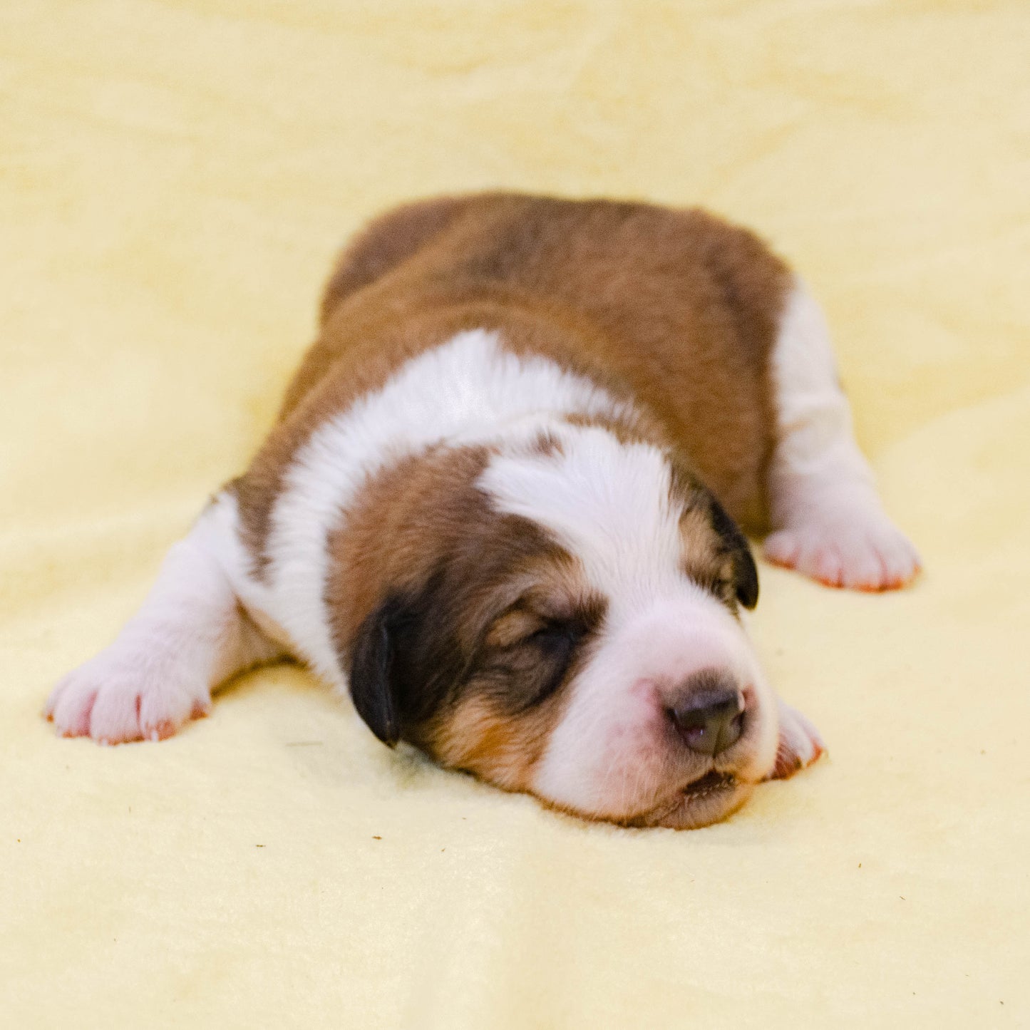 Great Bernese Puppy for Sale
