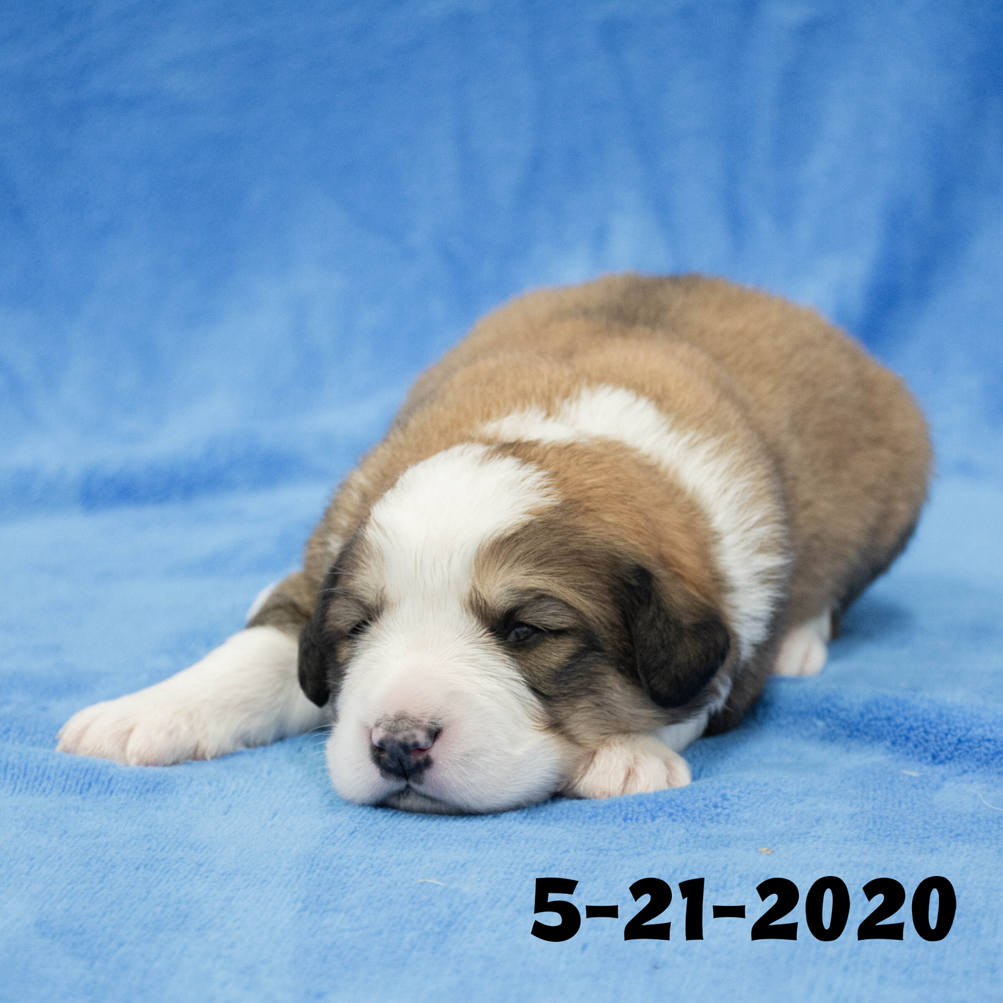Monica (Sold) Female Great Bernese Puppy