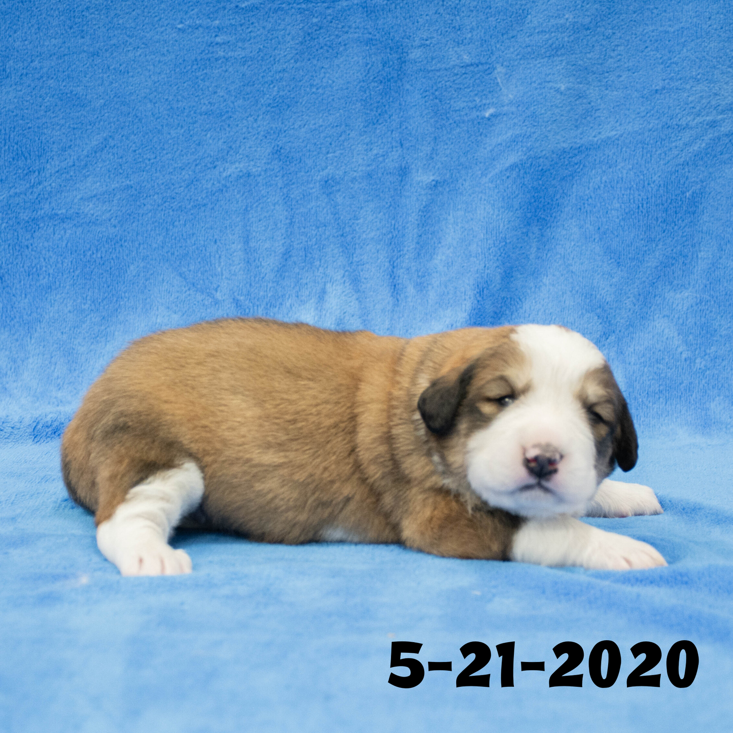 Monica (Sold) Female Great Bernese Puppy