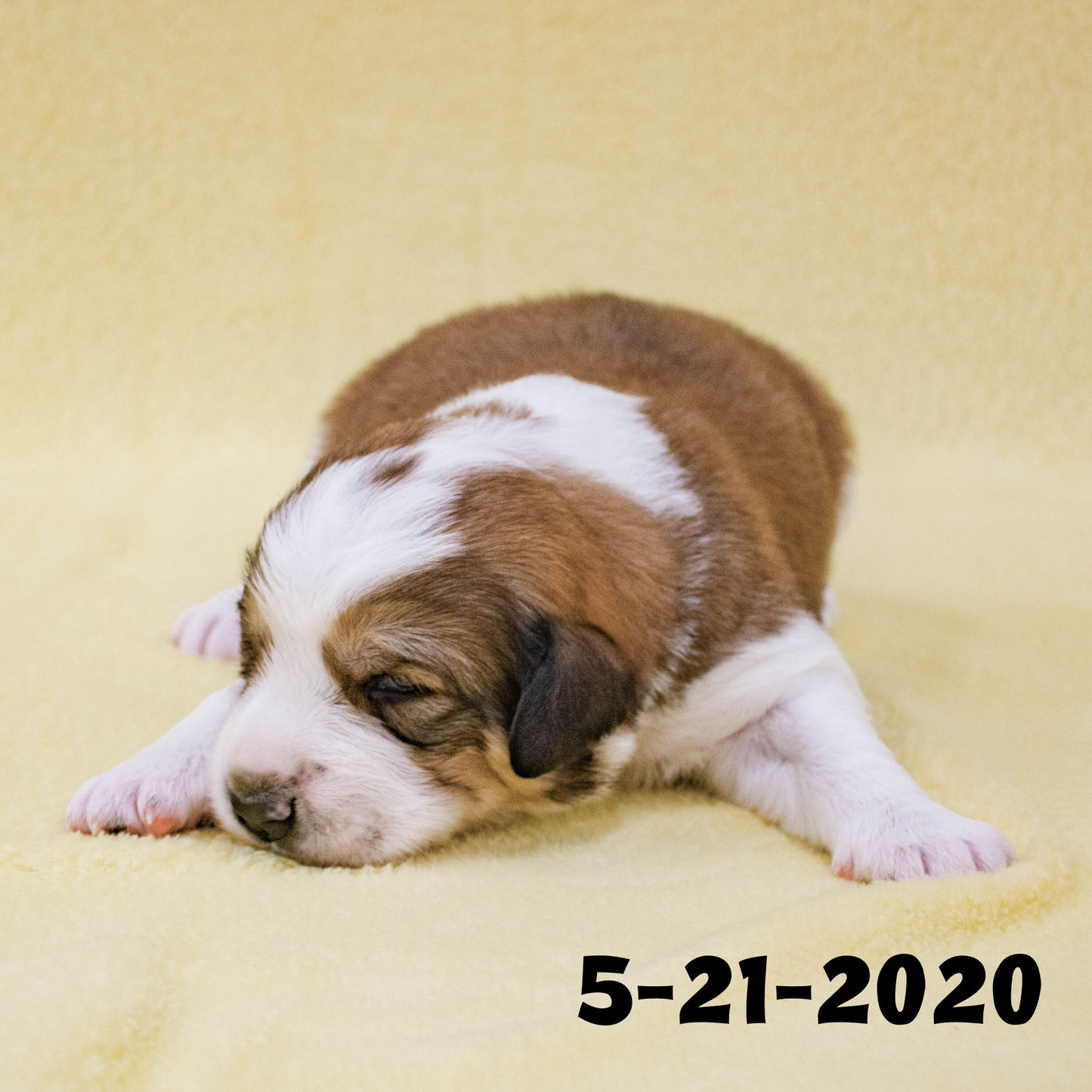 Phoebe (Sold) Female Great Bernese Puppy