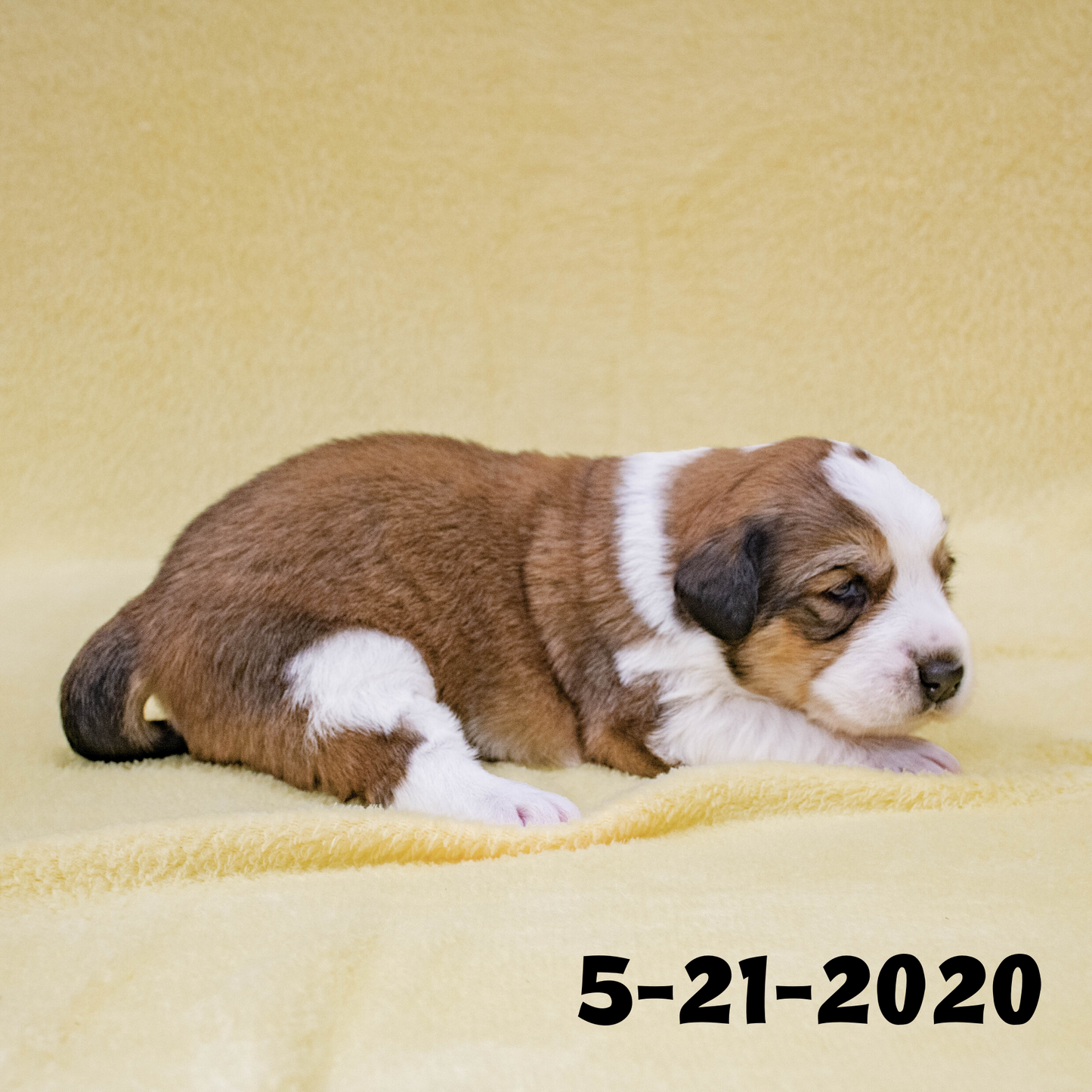 Phoebe (Sold) Female Great Bernese Puppy
