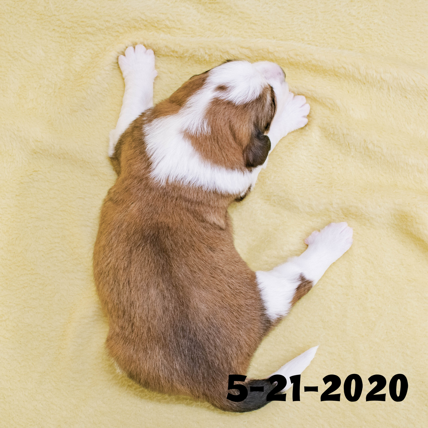 Phoebe (Sold) Female Great Bernese Puppy