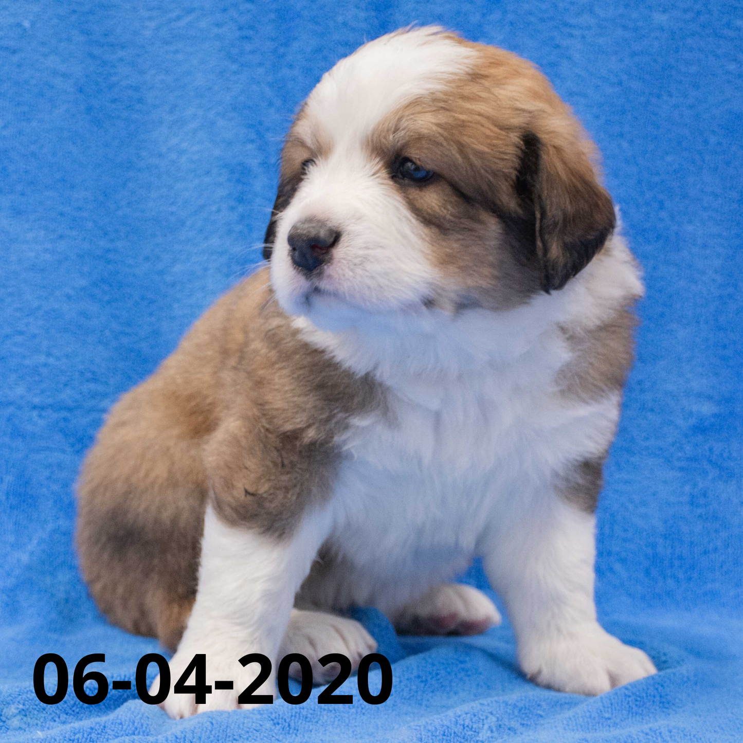 Monica (Sold) Female Great Bernese Puppy