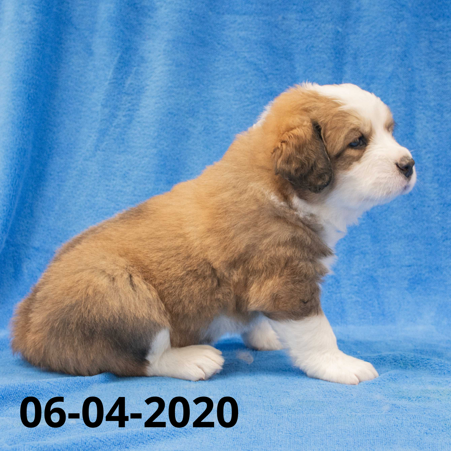 Monica (Sold) Female Great Bernese Puppy