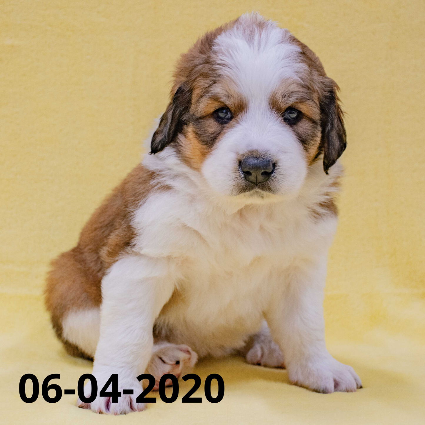 Phoebe (Sold) Female Great Bernese Puppy