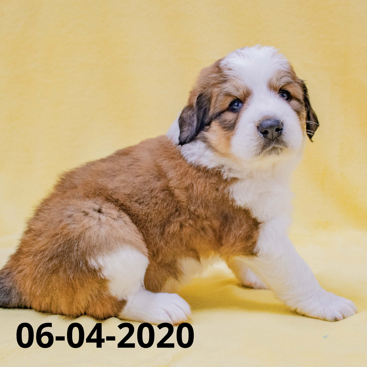Phoebe (Sold) Female Great Bernese Puppy