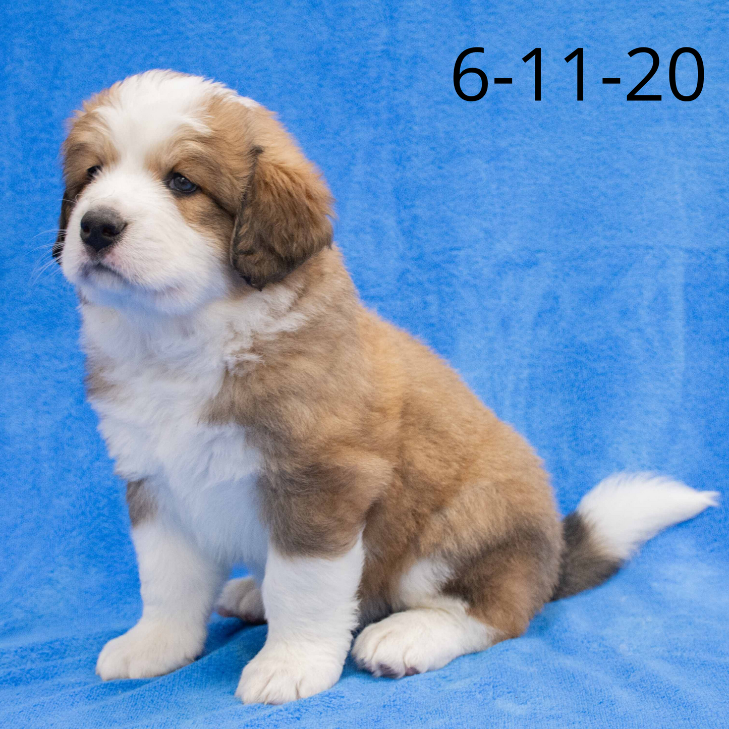 Monica (Sold) Female Great Bernese Puppy