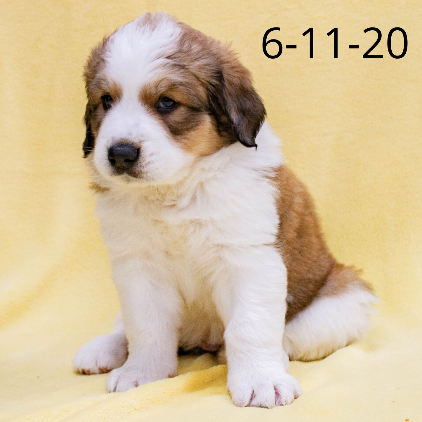 Phoebe (Sold) Female Great Bernese Puppy