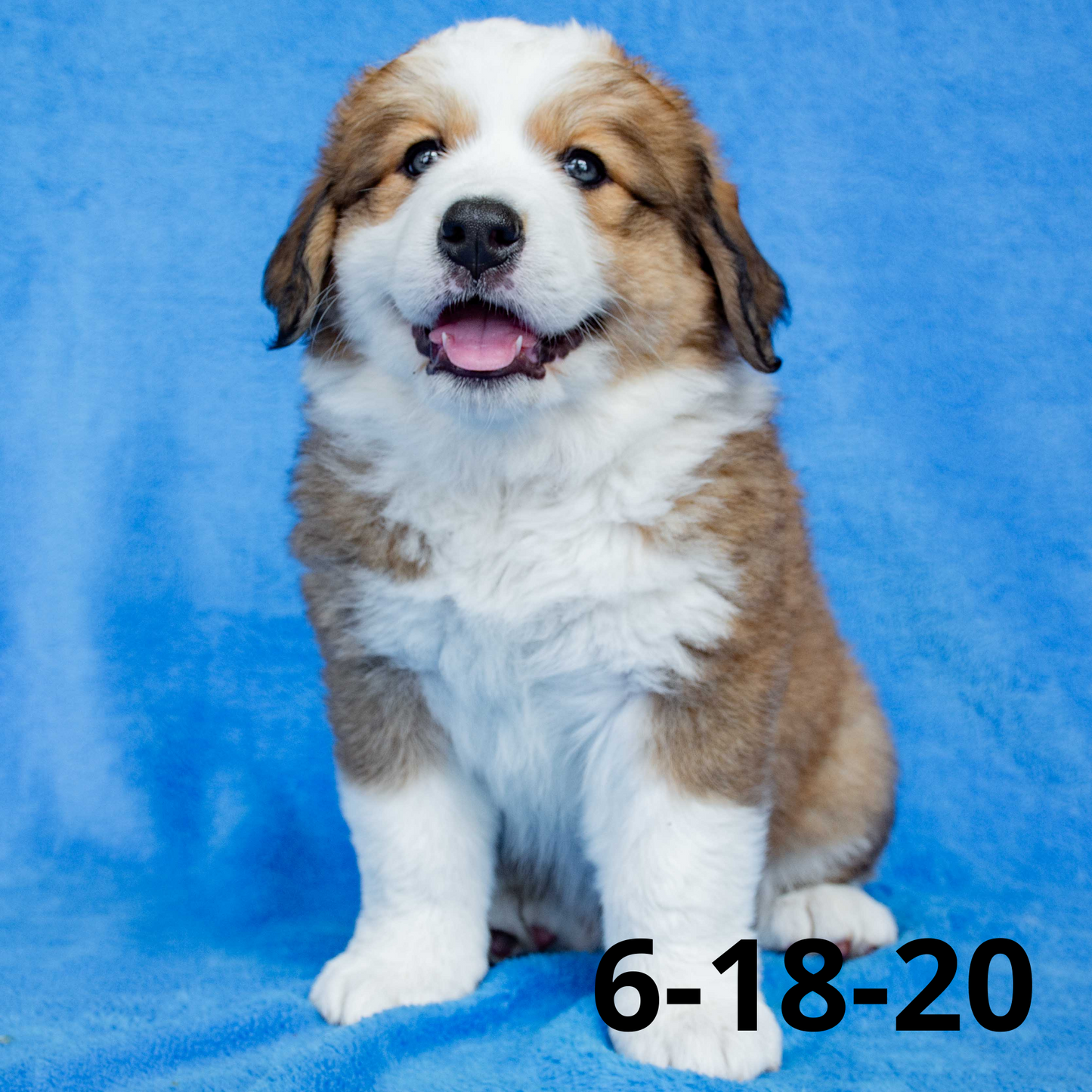Monica (Sold) Female Great Bernese Puppy