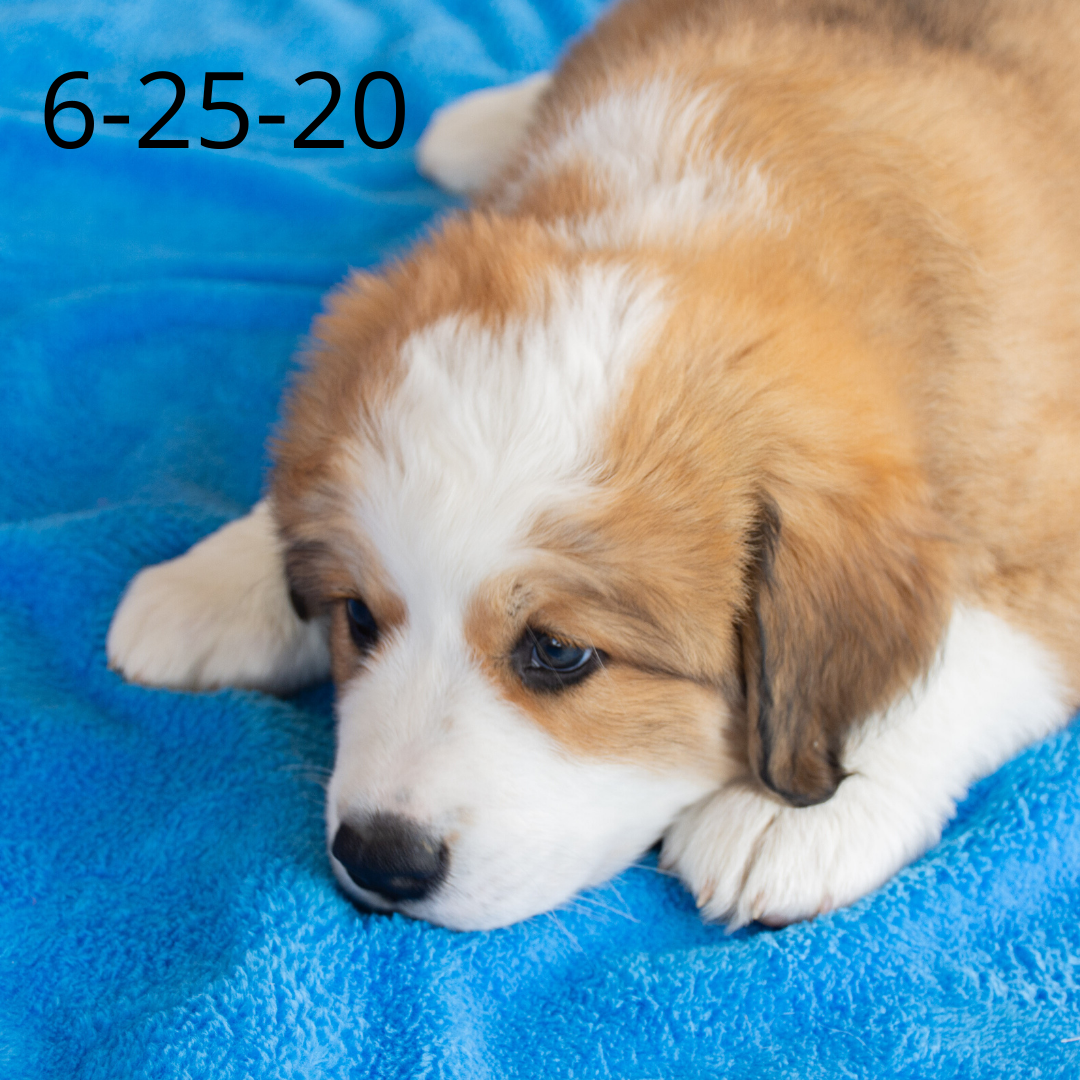 Monica (Sold) Female Great Bernese Puppy