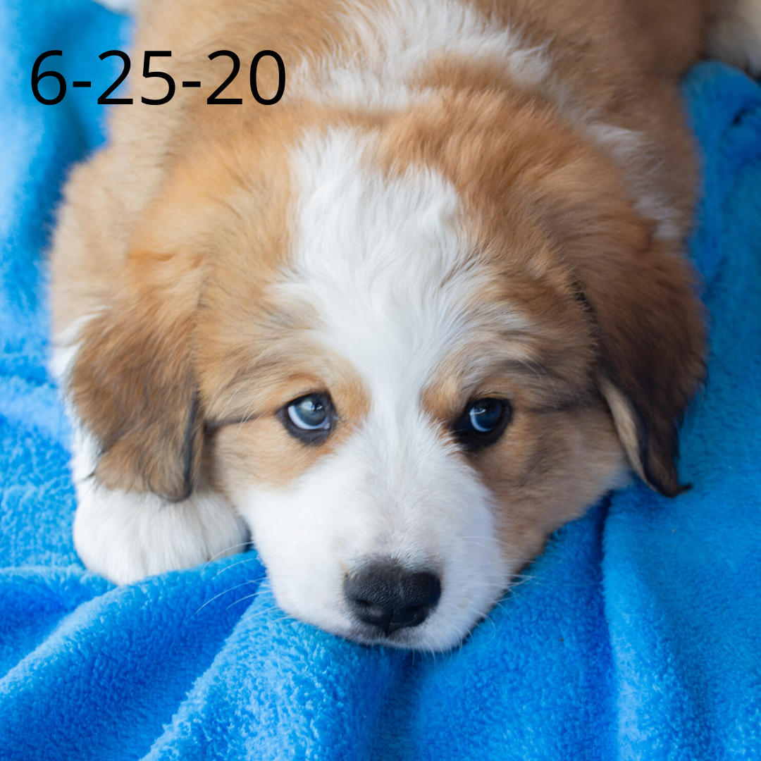 Monica (Sold) Female Great Bernese Puppy