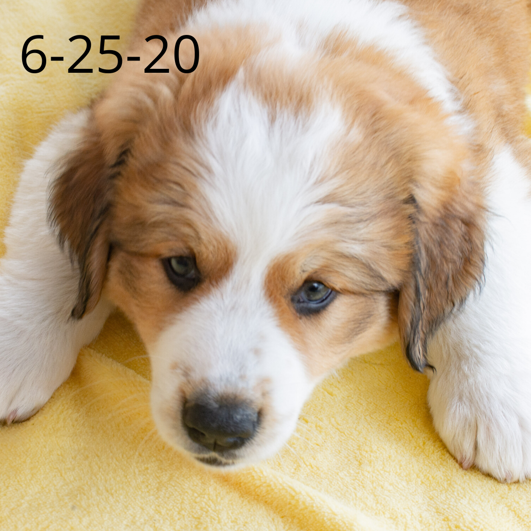 Phoebe (Sold) Female Great Bernese Puppy