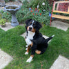 Victory (Sold) Female Bernese Mountain Dog Puppy