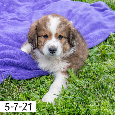 Phyllis (Sold) Female Great Bernese Puppy