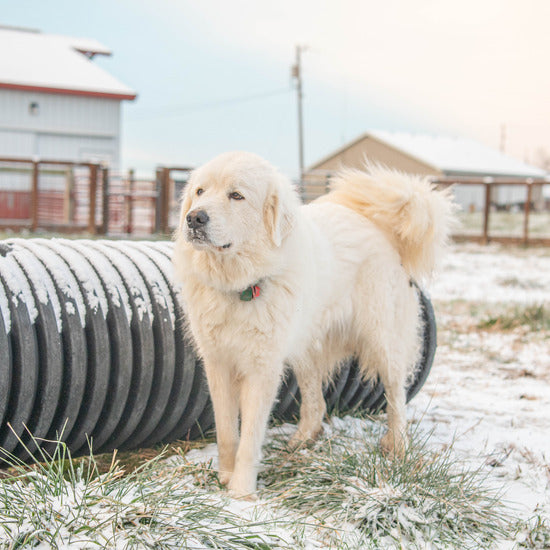 dog