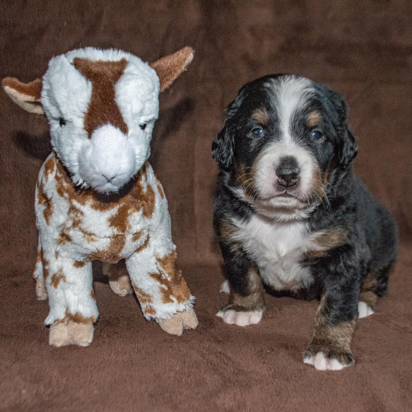 Merlin (Sold) Male Bernese Mountain Dog Puppy
