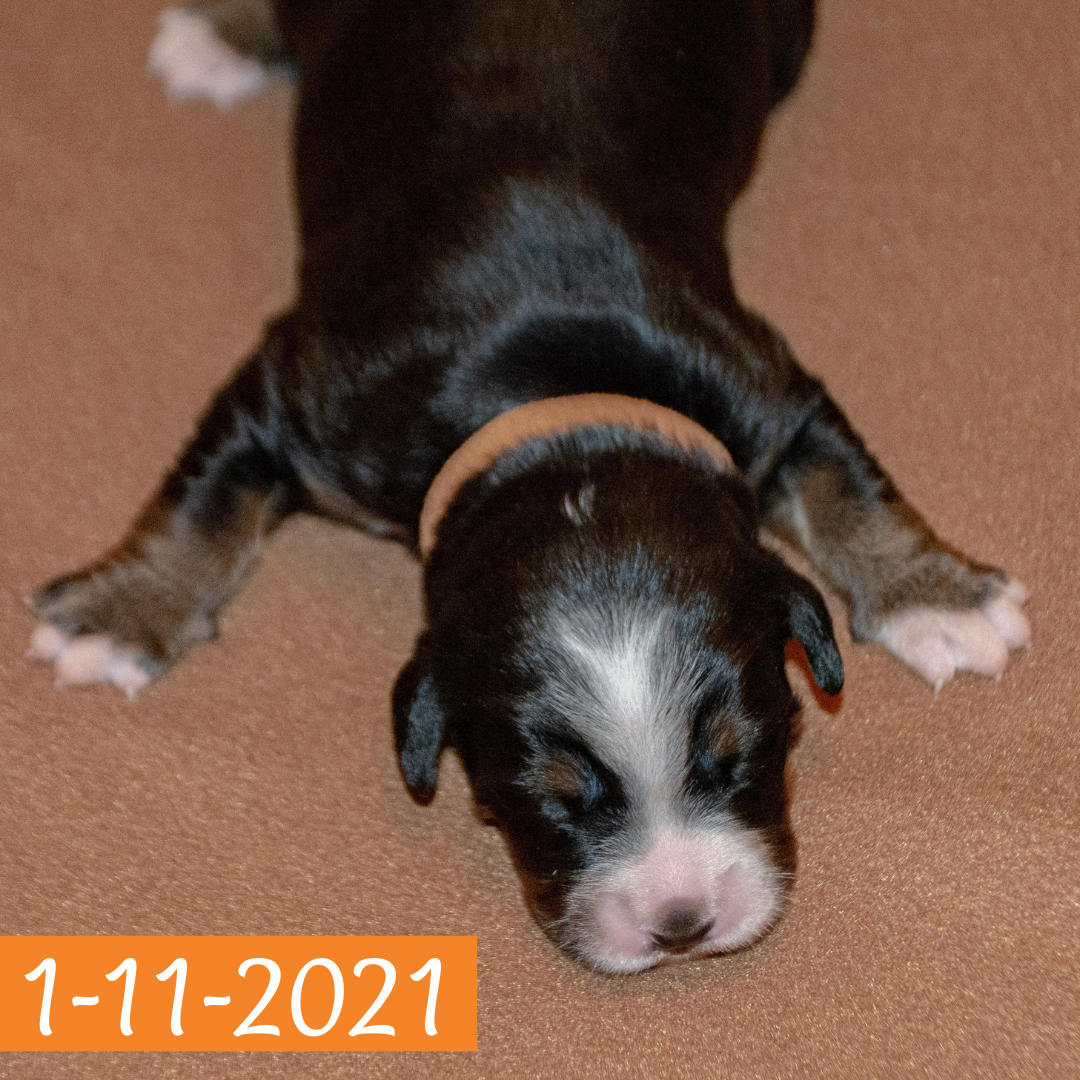 Merlin (Sold) Male Bernese Mountain Dog Puppy