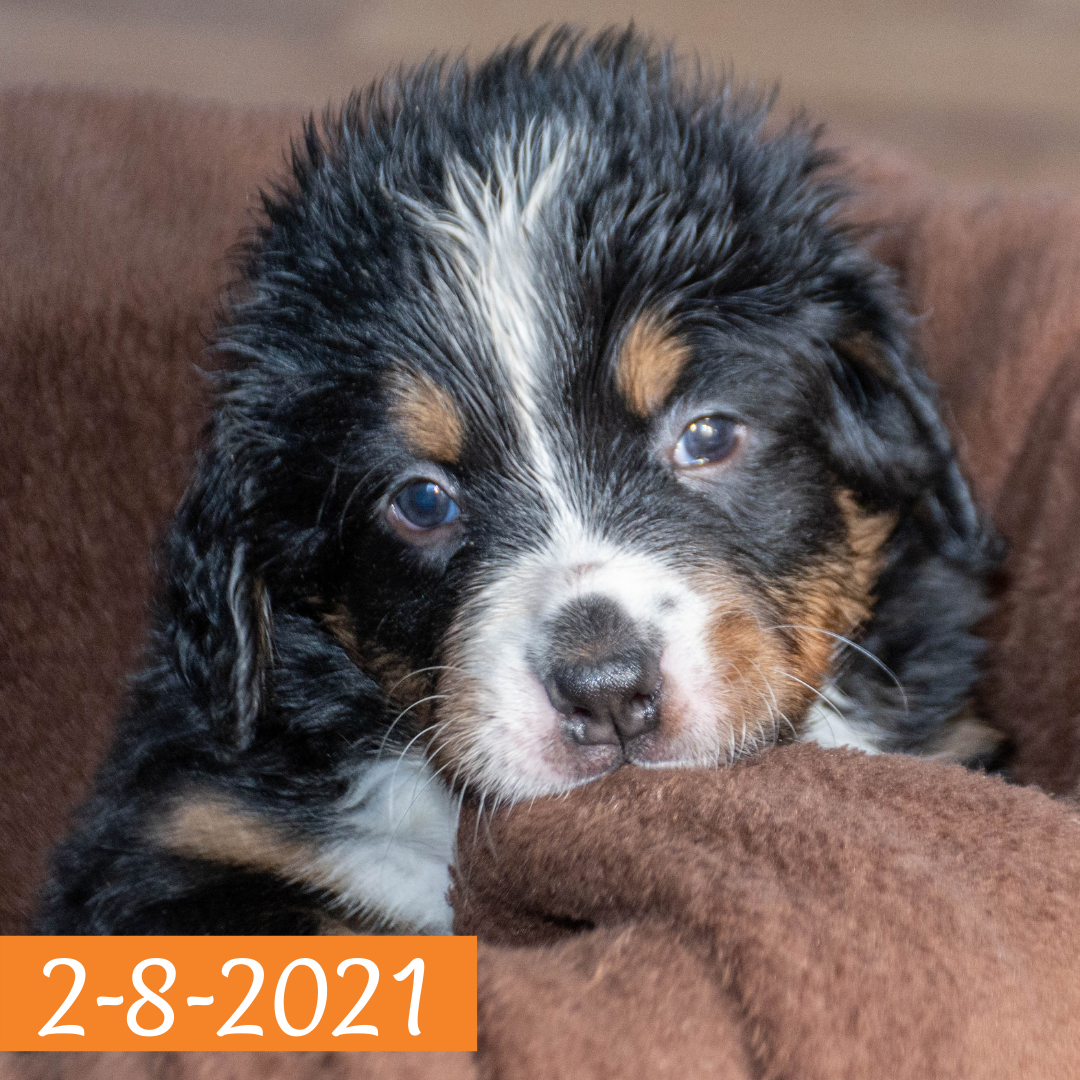 Merlin (Sold) Male Bernese Mountain Dog Puppy