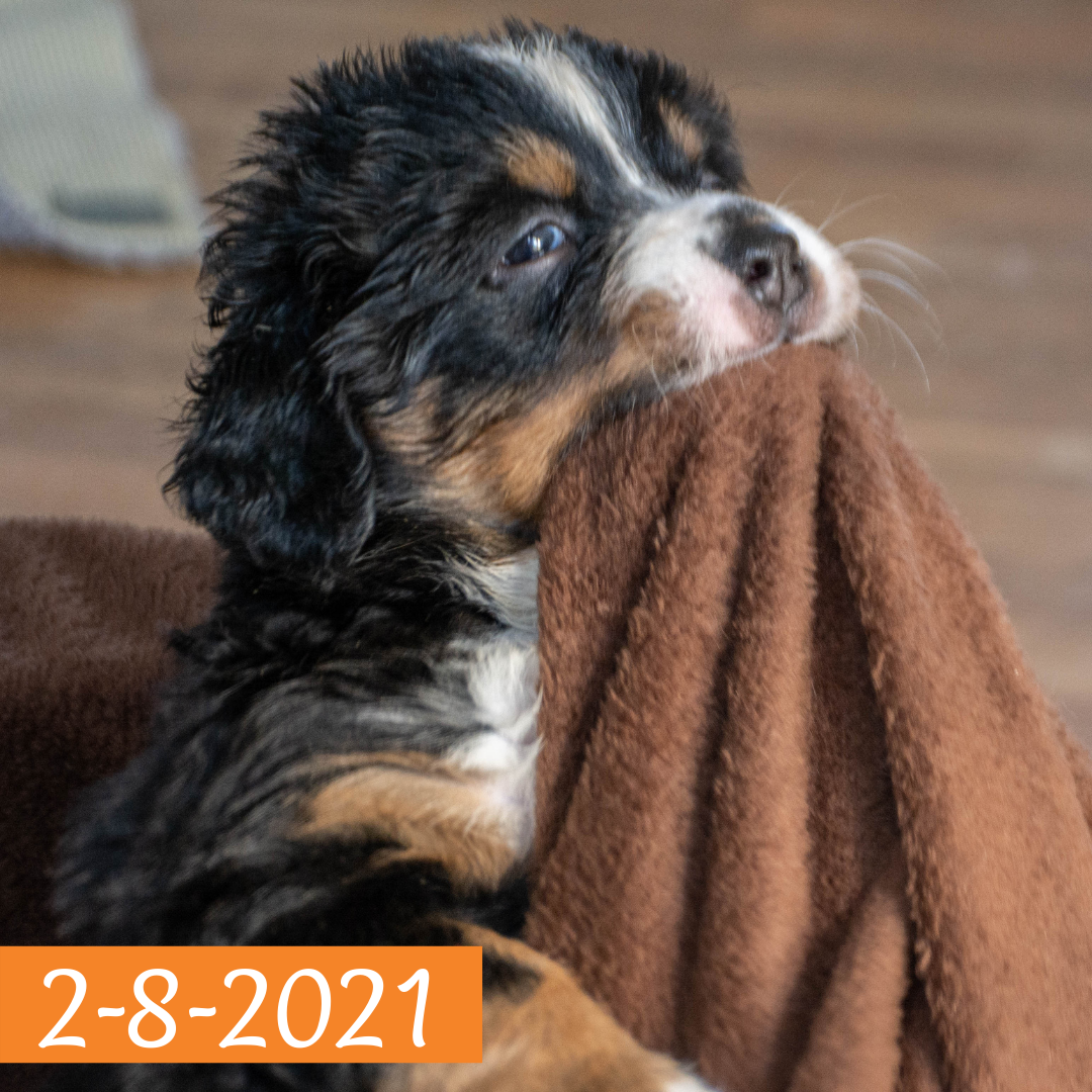 Merlin (Sold) Male Bernese Mountain Dog Puppy