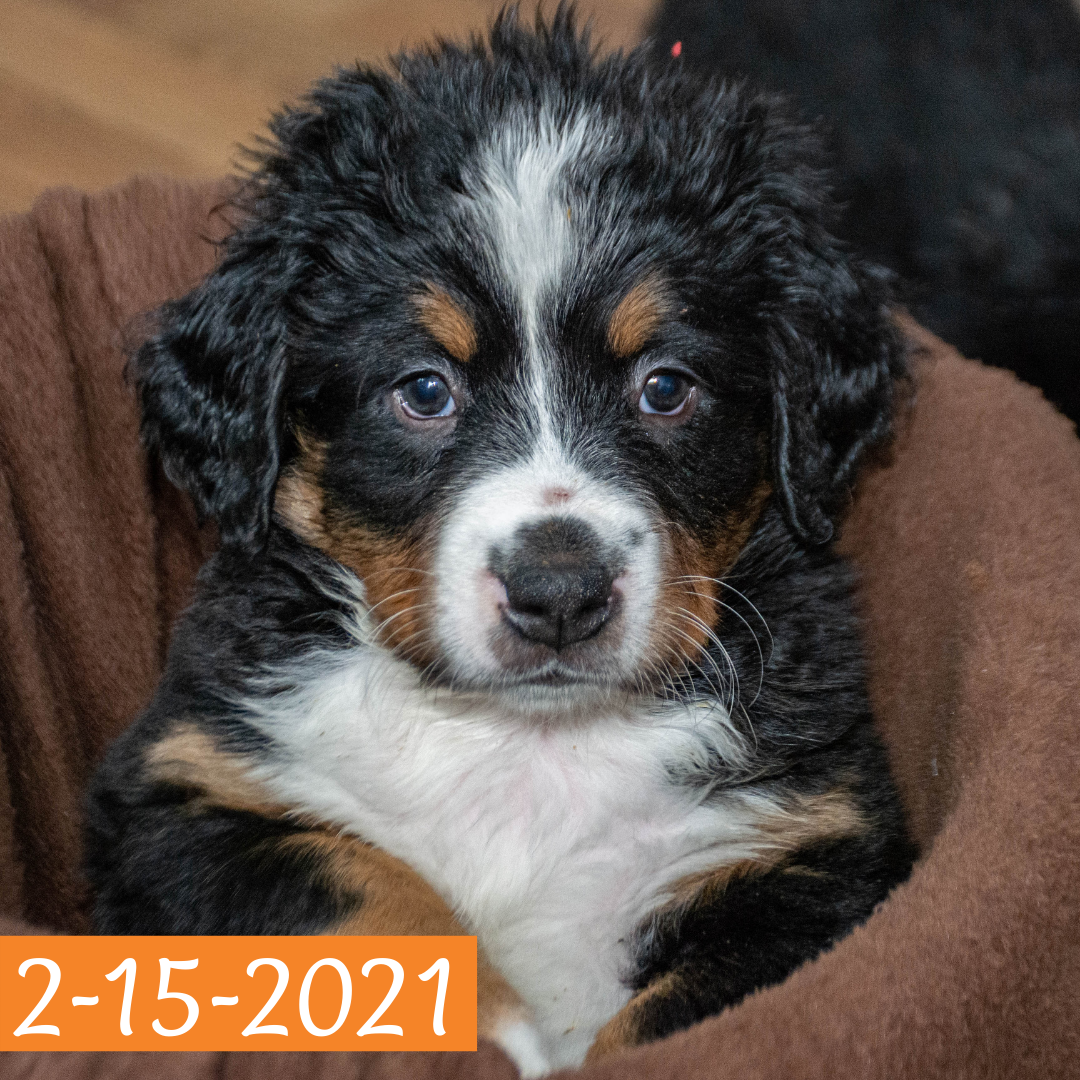 Merlin (Sold) Male Bernese Mountain Dog Puppy