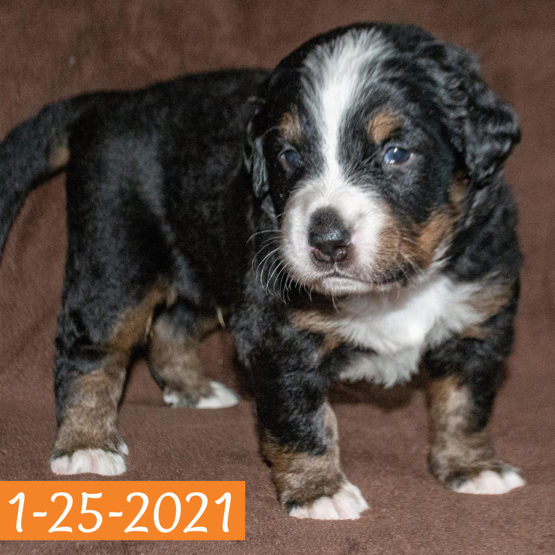 Merlin Bernese Mountain Dog January Camelot Litter Male Puppy