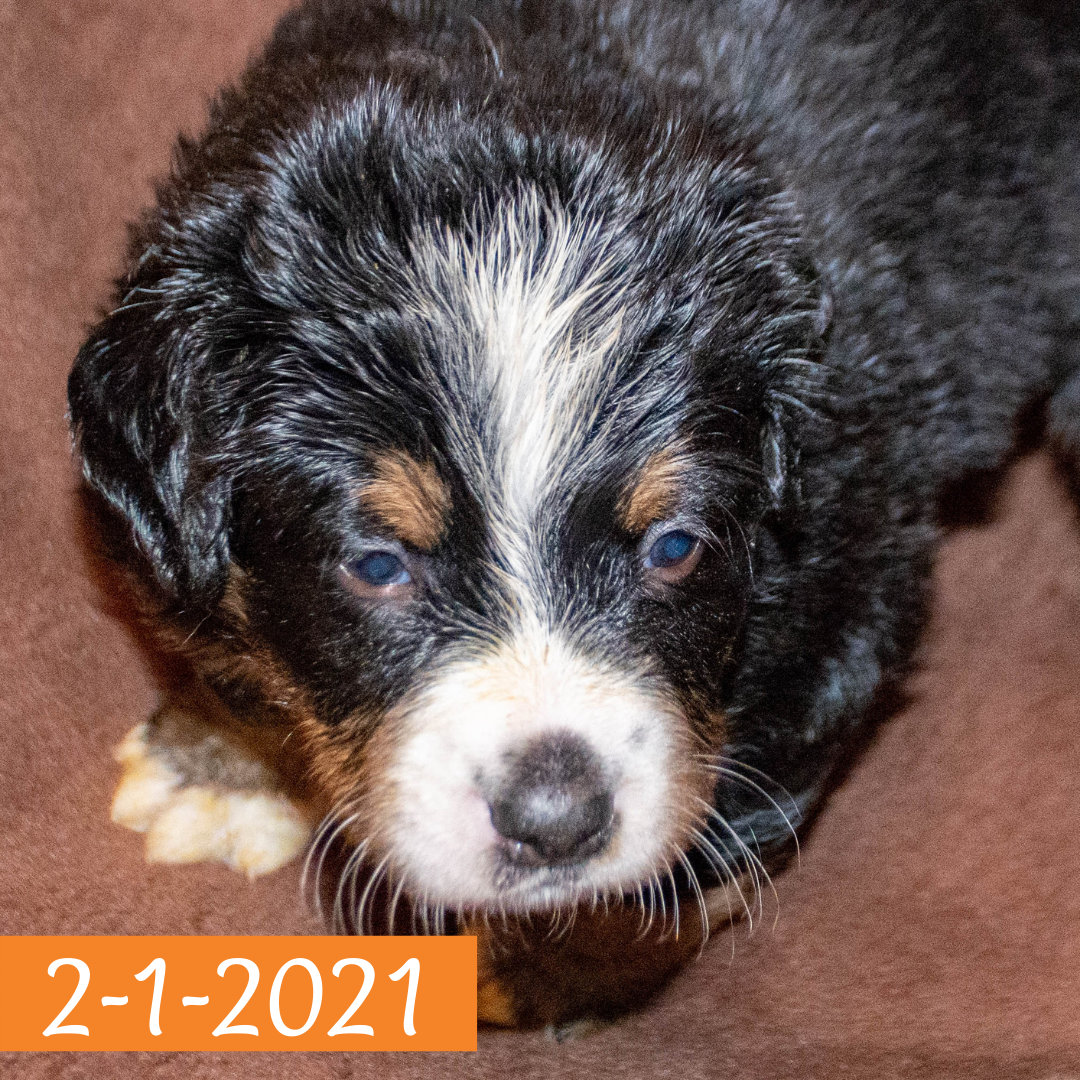 Merlin (Sold) Male Bernese Mountain Dog Puppy