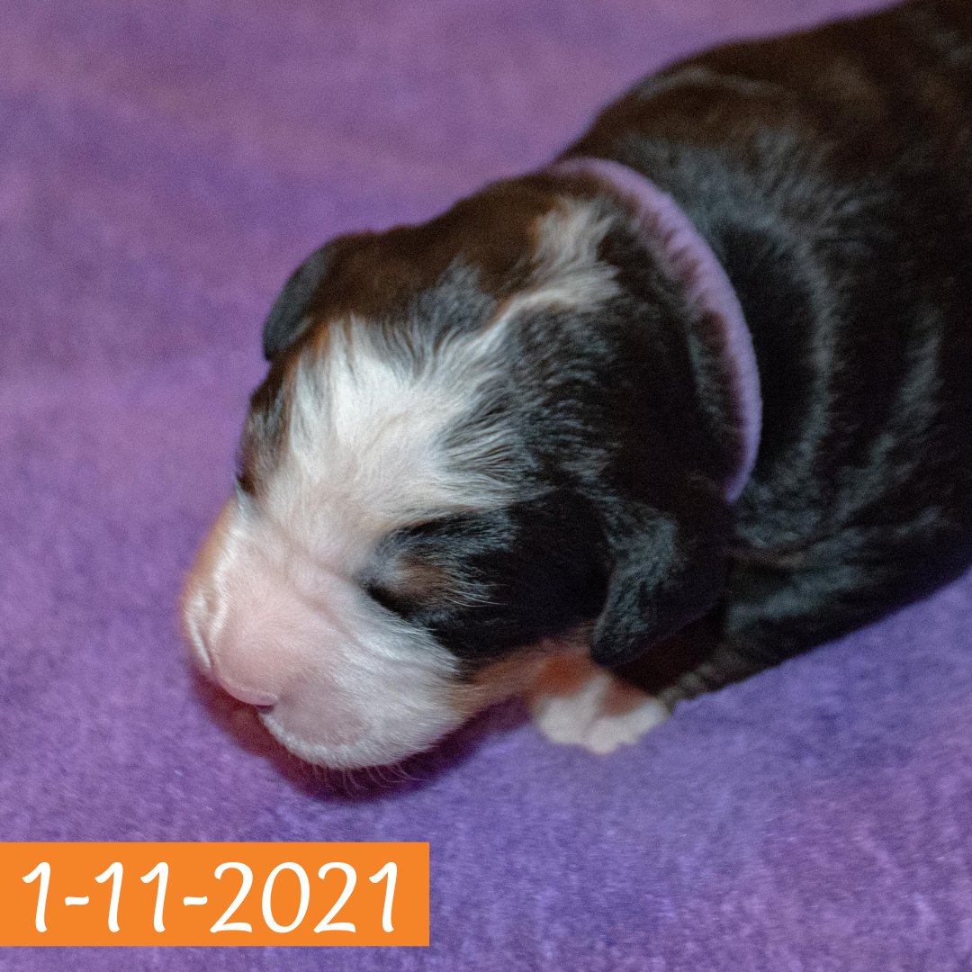 Pendragon (Sold) Male Bernese Mountain Dog Puppy
