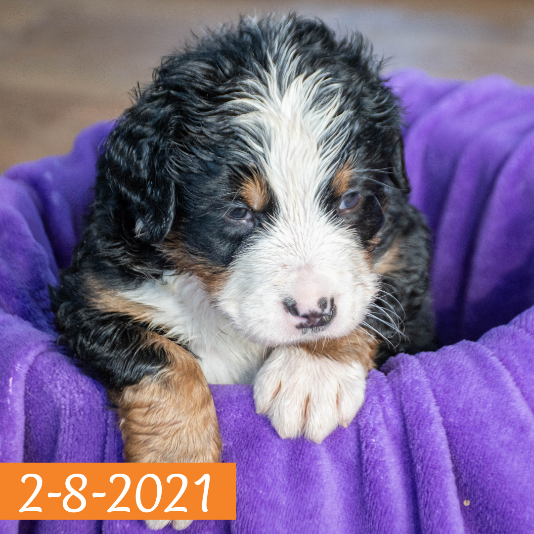 Pendragon (Sold) Male Bernese Mountain Dog Puppy
