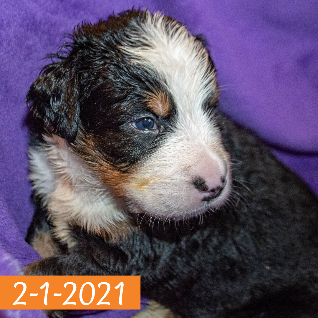 Pendragon (Sold) Male Bernese Mountain Dog Puppy