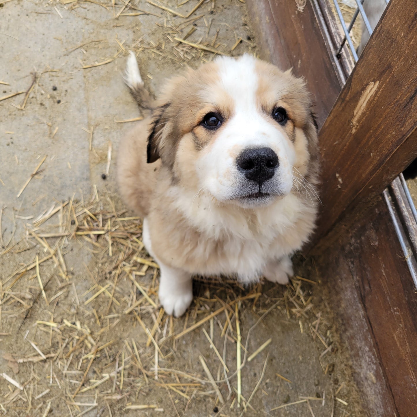 gms puppy quartz
