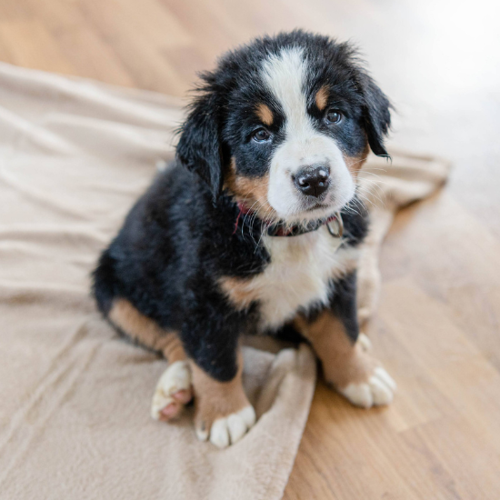 bernese mountain dog puppy for sale