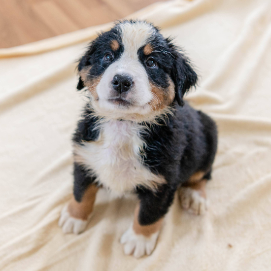 bernese mountain dog puppy for sale