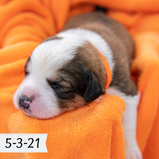 Queen (Sold) Female Great Bernese Puppy