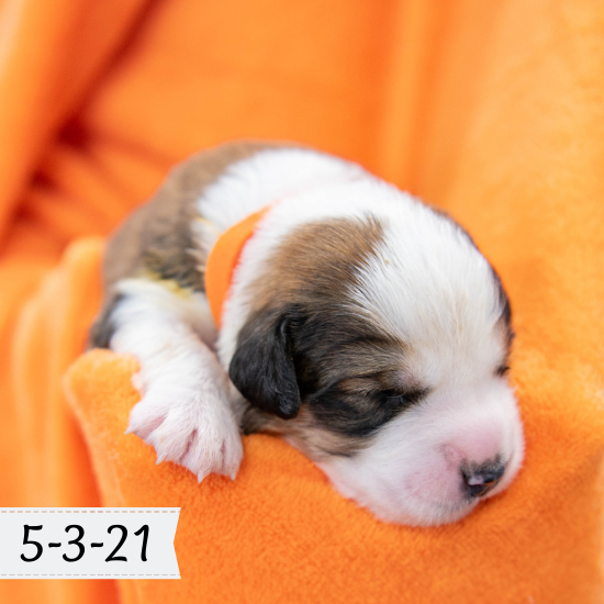 Queen (Sold) Female Great Bernese Puppy