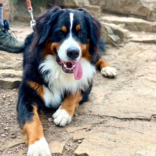 Arthur (Sold) Male Bernese Mountain Dog Puppy