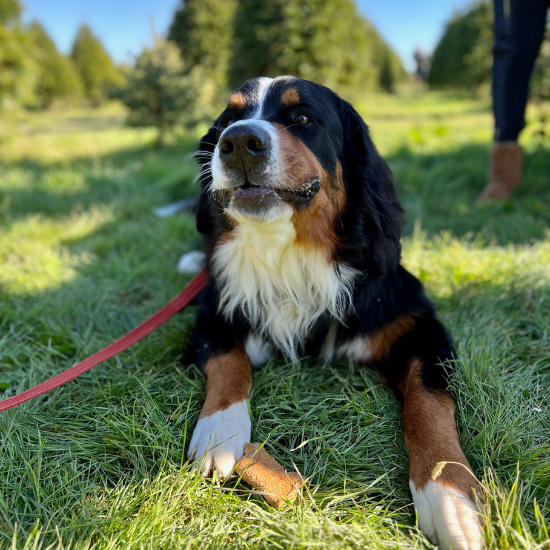 GMS Dogs Huxley