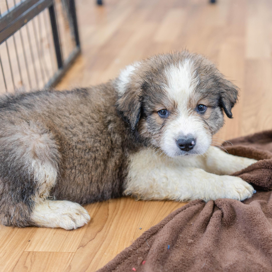 great bernese dog puppy for sale
