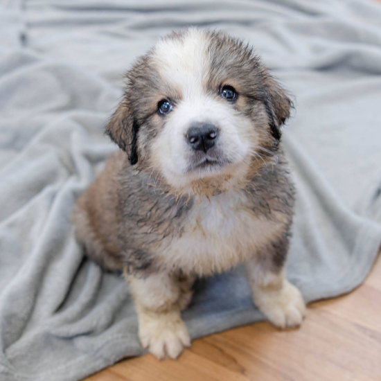 great bernese dog puppy for sale