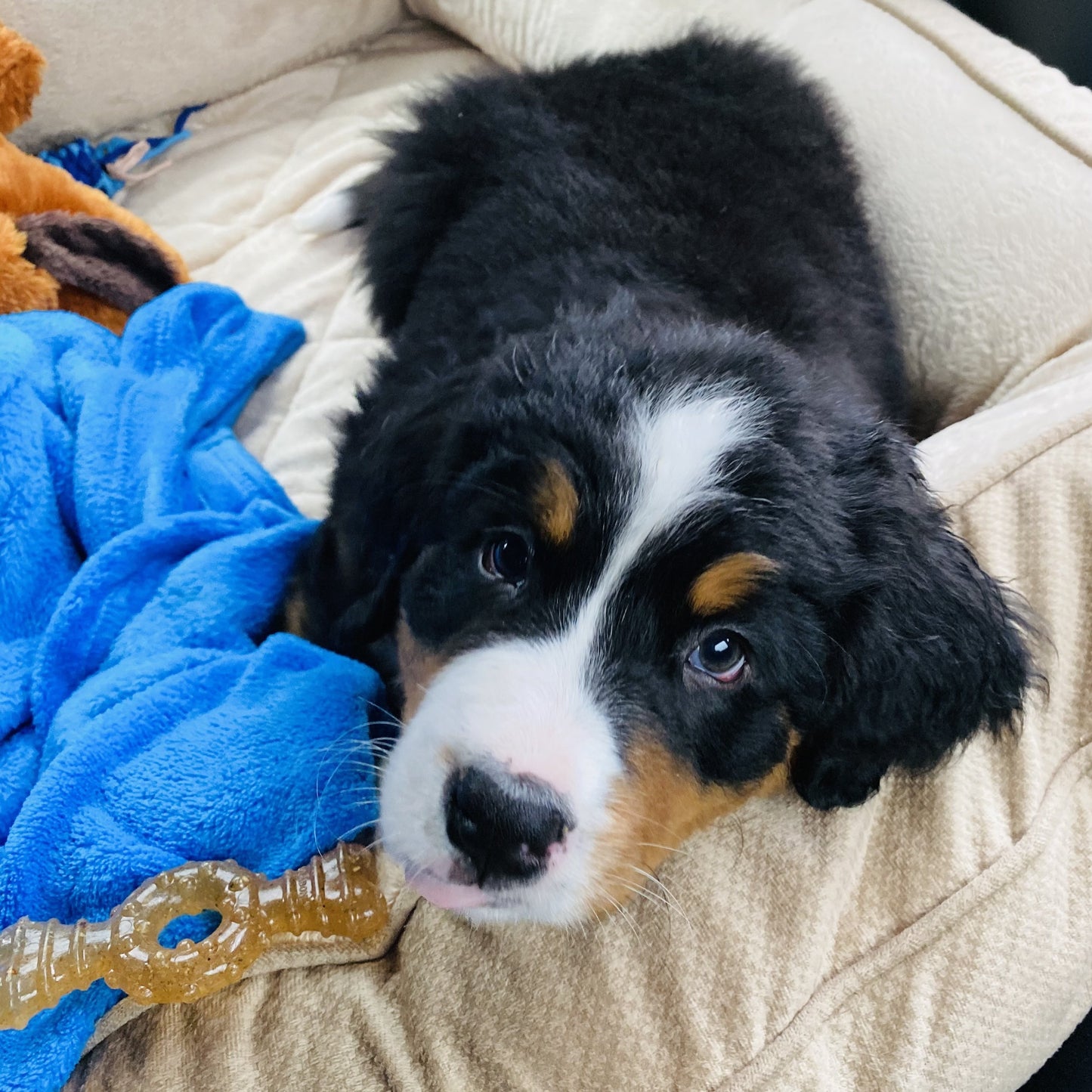 Arthur (Sold) Male Bernese Mountain Dog Puppy