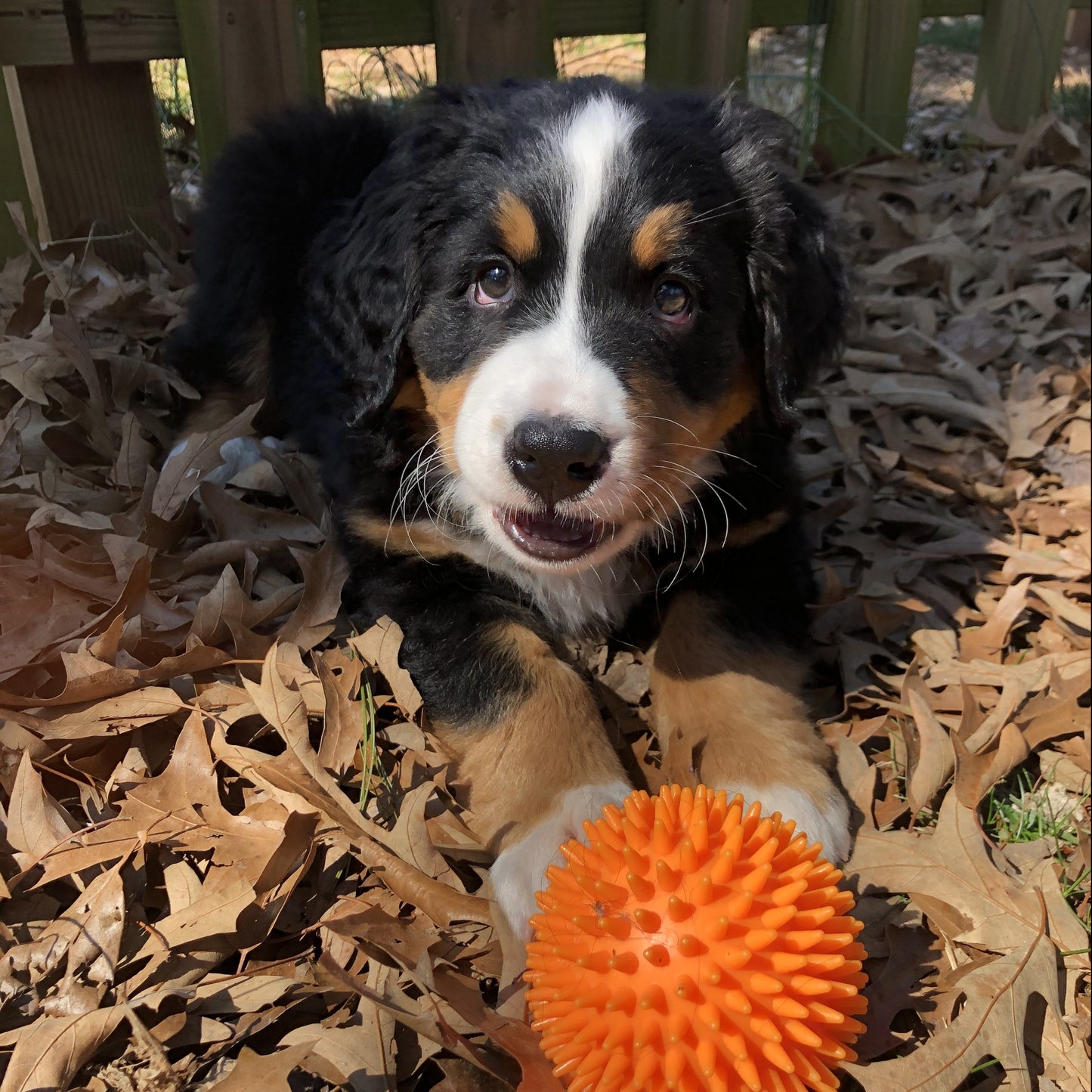 Arthur (Sold) Male Bernese Mountain Dog Puppy
